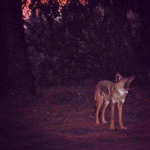 Coyote Los Angeles Nunu Pictures.jpg