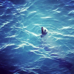 Sealion Malibu California Nunu Pictures